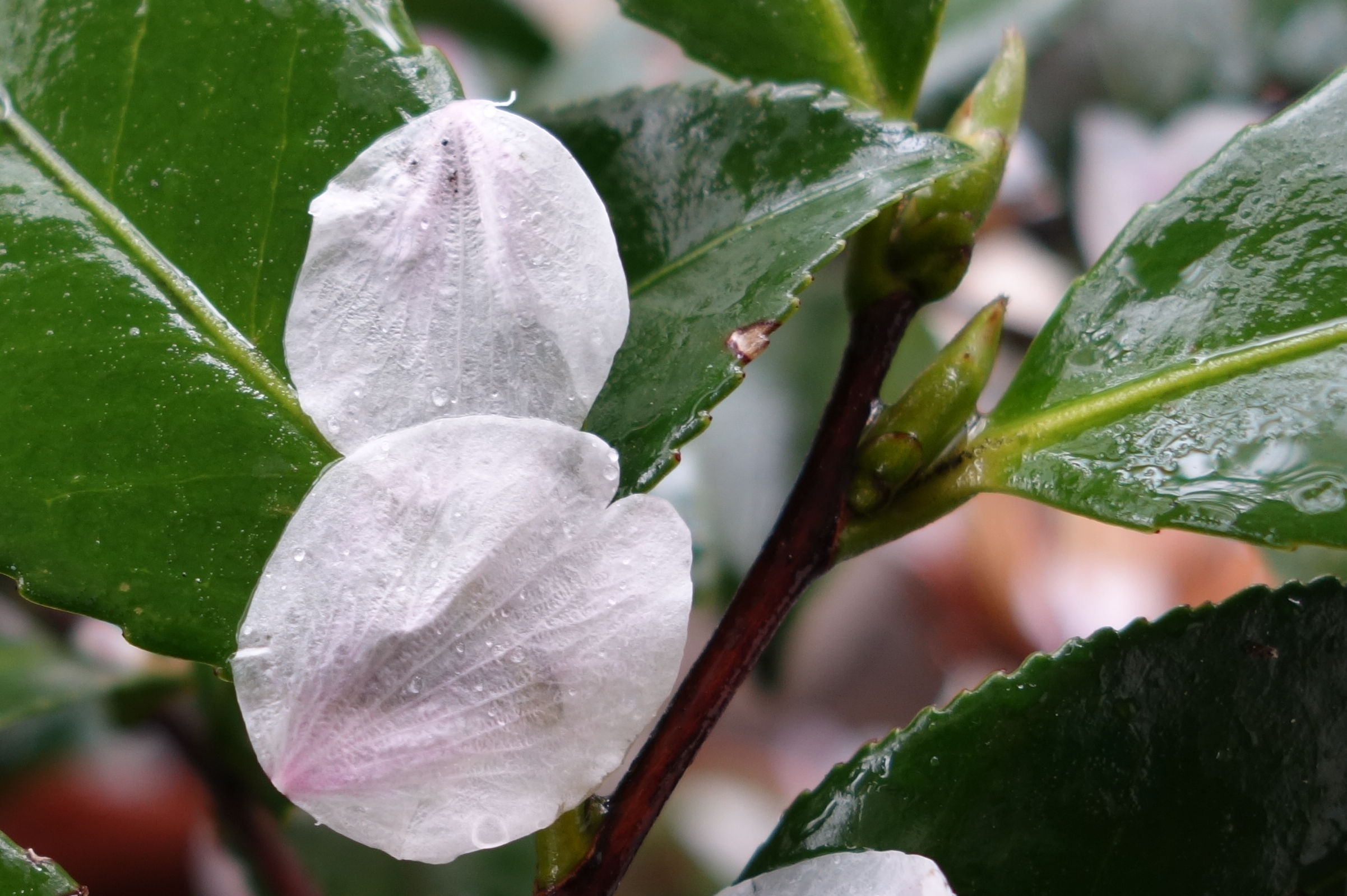 Rx100m2 雨の日 桜の花びら Ipadding Ishooting